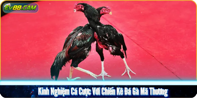 Kinh Nghiệm Cá Cược Với Chiến Kê Đá Gà Mã Thương