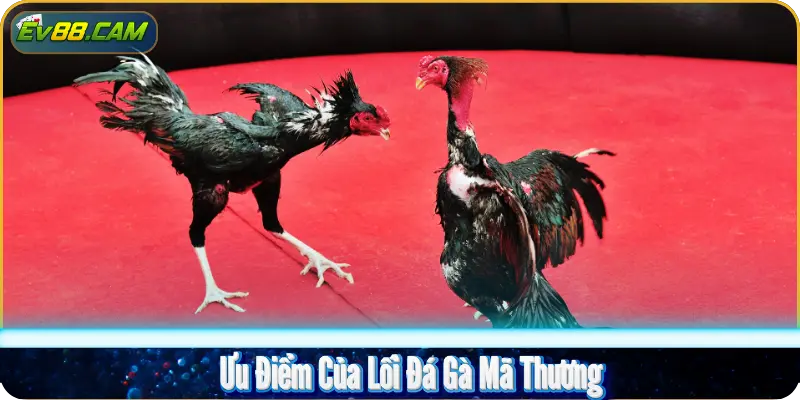 Ưu Điểm Của Lối Đá Gà Mã Thương