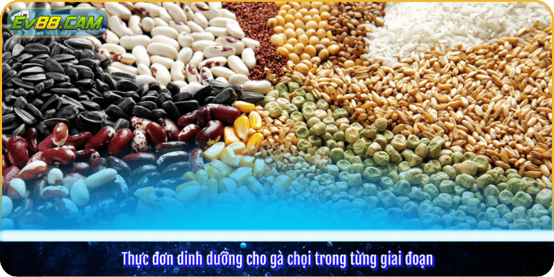 Thức ăn cho gà chọi trong từng giai đoạn