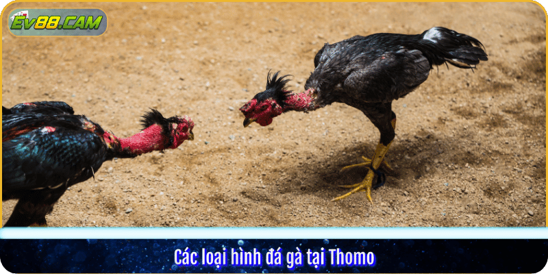 Các loại hình đá gà tại Thomo