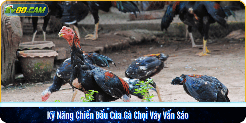 Kỹ Năng Chiến Đấu Của Gà Chọi Vảy Vấn Sáo