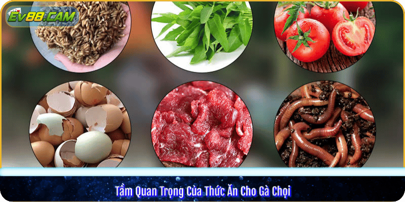 Tầm Quan Trọng Của Thức Ăn Cho Gà Chọi